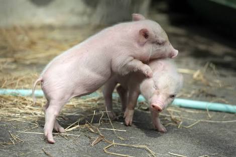 保存したら負け！きゃわい〜動物の画像！