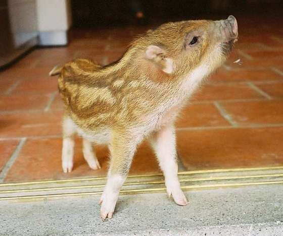 保存したら負け！きゃわい〜動物の画像！