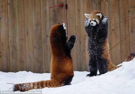 保存したら負け！きゃわい〜動物の画像！
