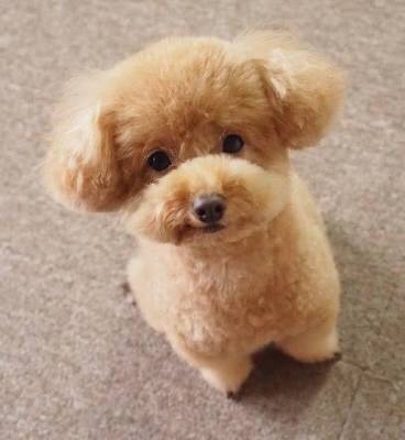 保存したら負け！きゃわい〜動物の画像！