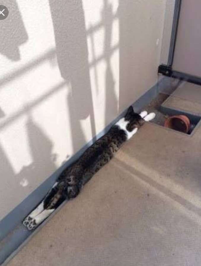 保存したら負け！きゃわい〜動物の画像！