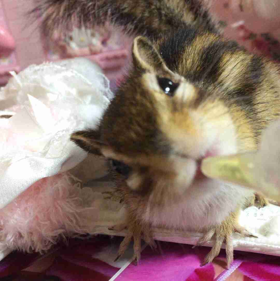 保存したら負け！きゃわい〜動物の画像！