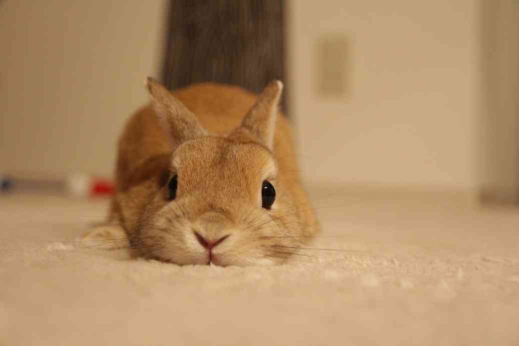 保存したら負け！きゃわい〜動物の画像！
