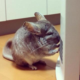 保存したら負け！きゃわい〜動物の画像！