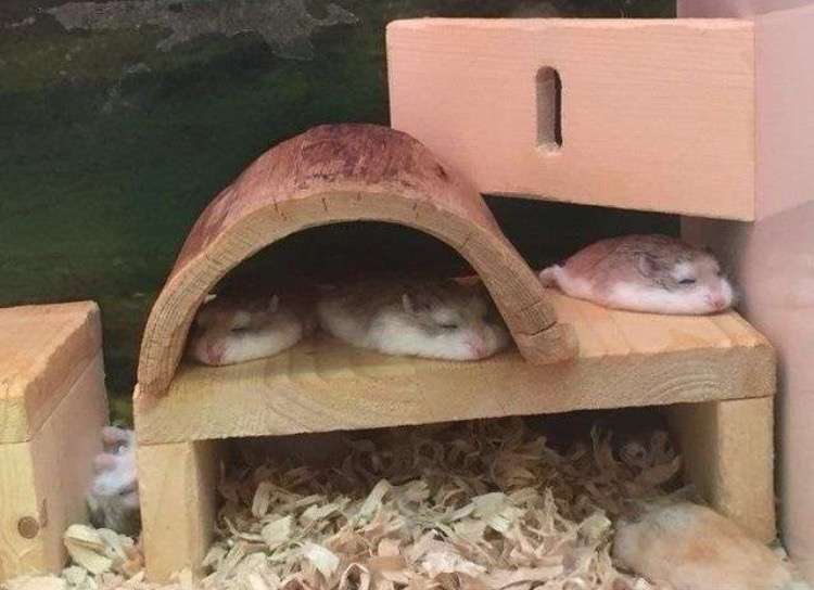 保存したら負け！きゃわい〜動物の画像！