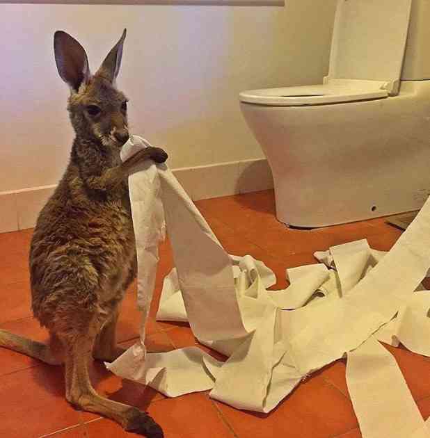 保存したら負け！きゃわい〜動物の画像！