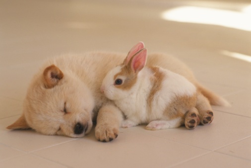 保存したら負け！きゃわい〜動物の画像！