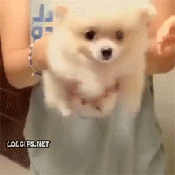 保存したら負け！きゃわい〜動物の画像！