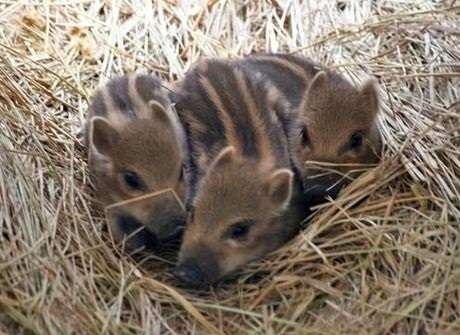 保存したら負け！きゃわい〜動物の画像！
