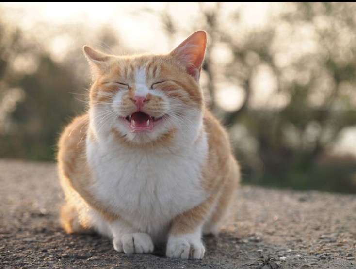 保存したら負け！きゃわい〜動物の画像！