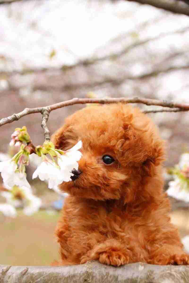 保存したら負け！きゃわい〜動物の画像！