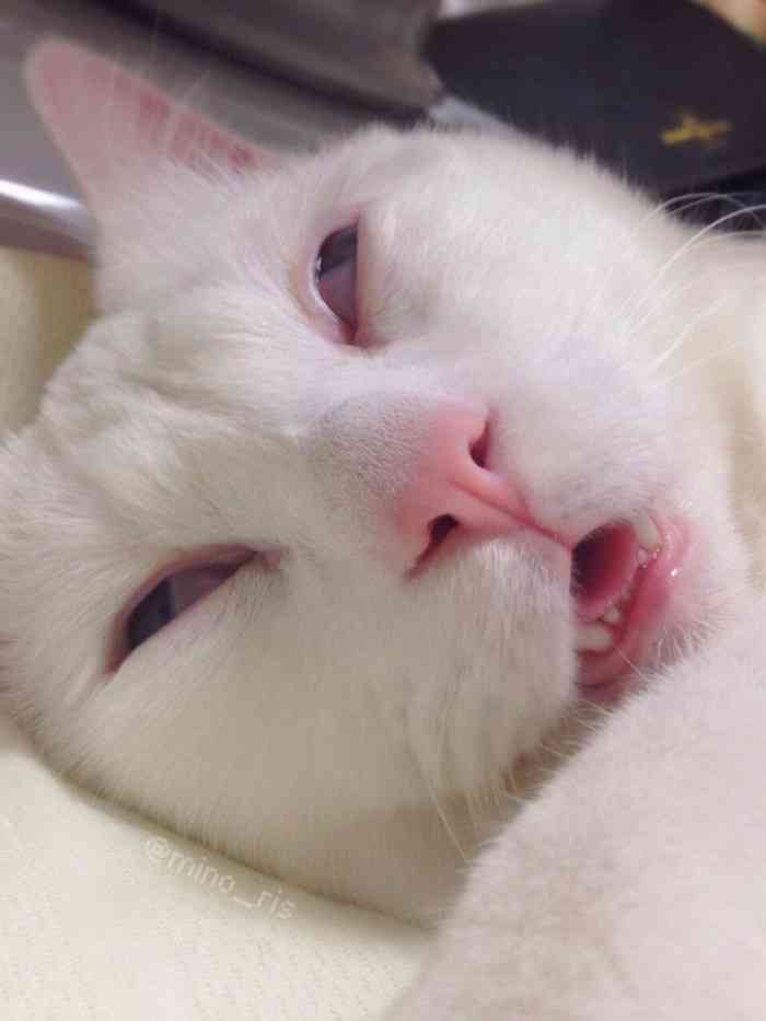 保存したら負け！きゃわい〜動物の画像！