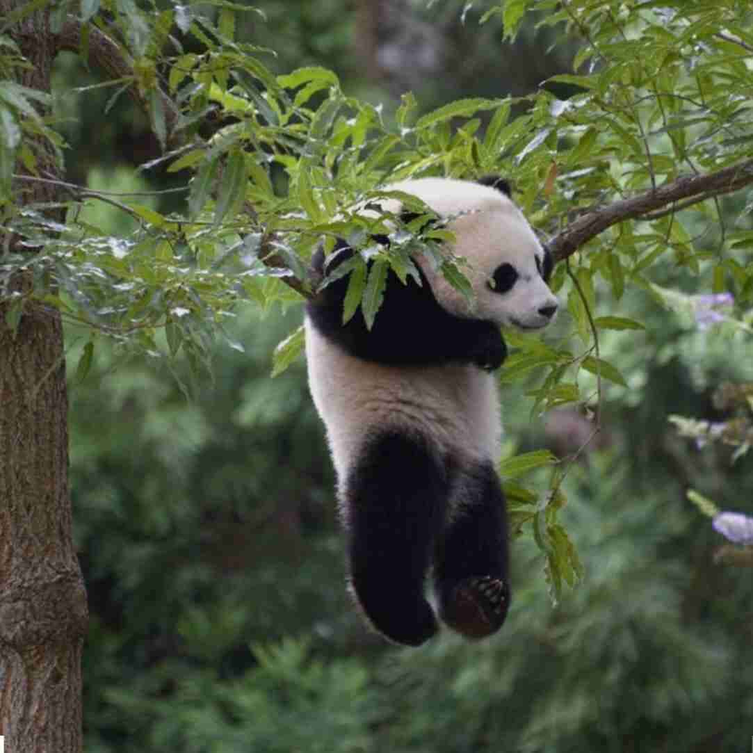 保存したら負け！きゃわい〜動物の画像！