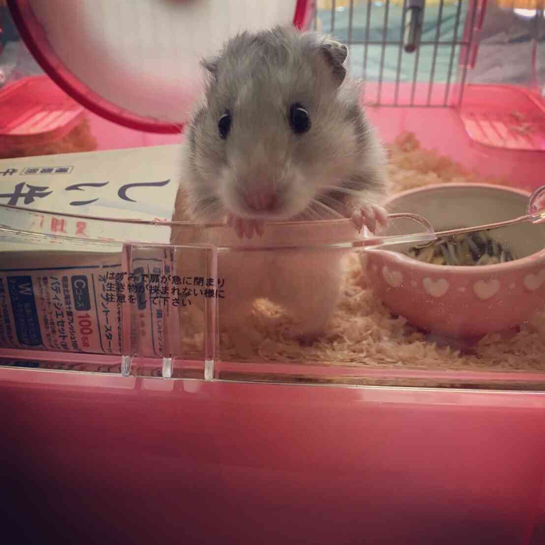 保存したら負け！きゃわい〜動物の画像！