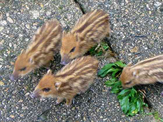 保存したら負け！きゃわい〜動物の画像！