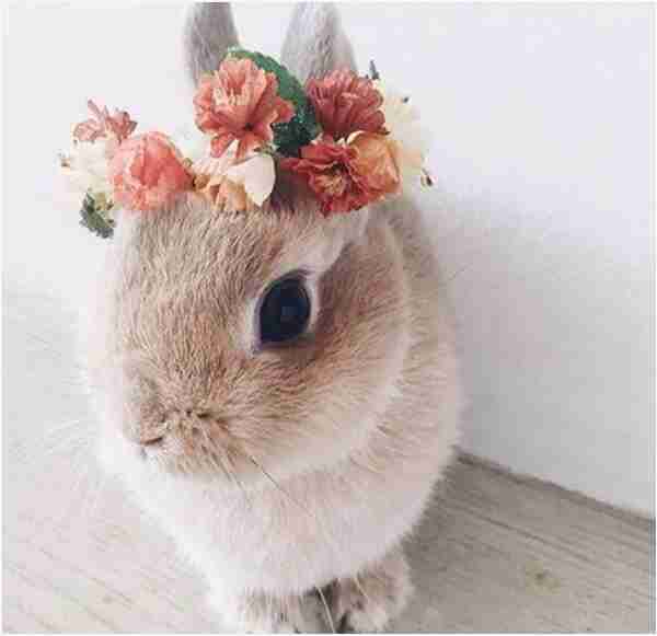 保存したら負け！きゃわい〜動物の画像！