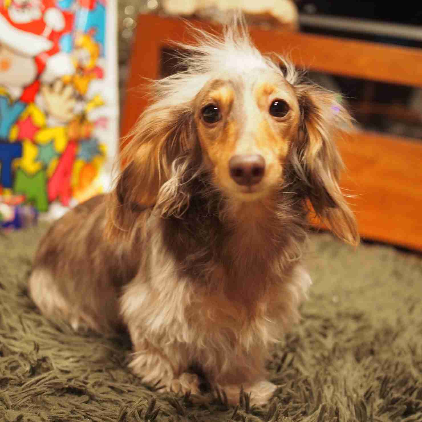 保存したら負け！きゃわい〜動物の画像！