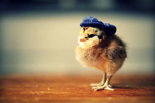 保存したら負け！きゃわい〜動物の画像！