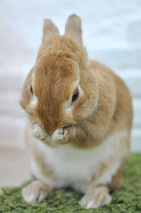 保存したら負け！きゃわい〜動物の画像！