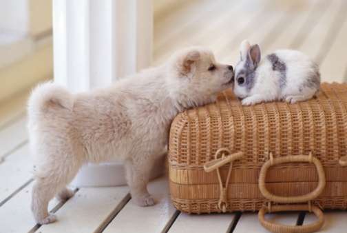保存したら負け！きゃわい〜動物の画像！