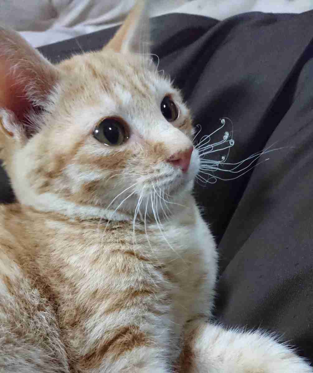 保存したら負け！きゃわい〜動物の画像！