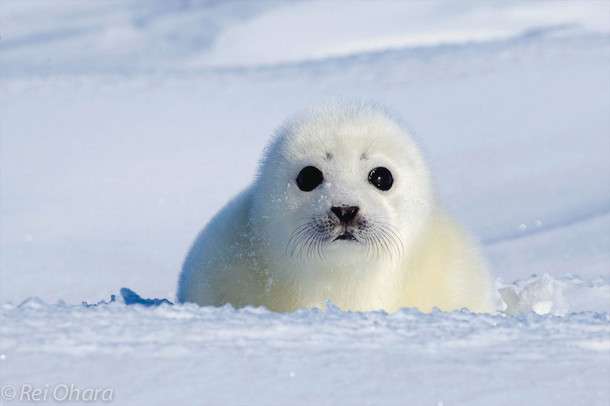 保存したら負け！きゃわい〜動物の画像！