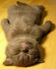 保存したら負け！きゃわい〜動物の画像！
