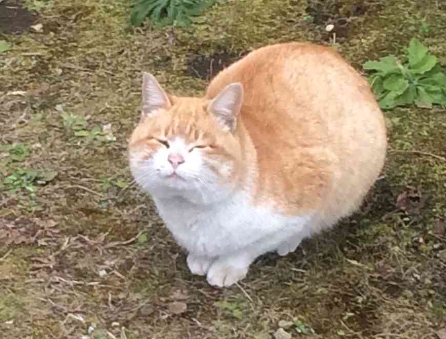 保存したら負け！きゃわい〜動物の画像！