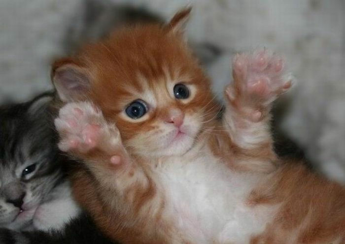 保存したら負け！きゃわい〜動物の画像！