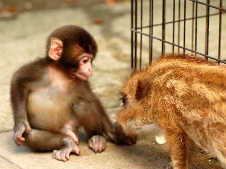 保存したら負け！きゃわい〜動物の画像！