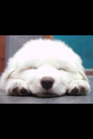 保存したら負け！きゃわい〜動物の画像！