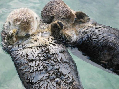 保存したら負け！きゃわい〜動物の画像！