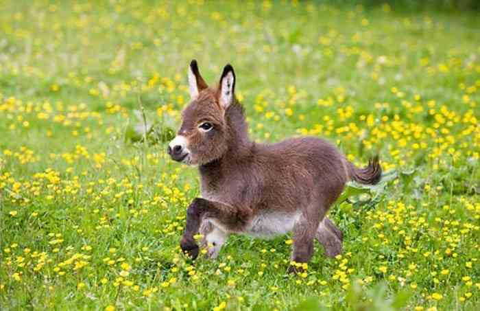 保存したら負け！きゃわい〜動物の画像！