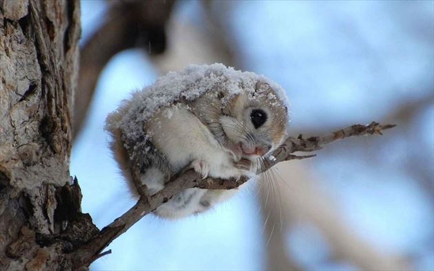 保存したら負け！きゃわい〜動物の画像！