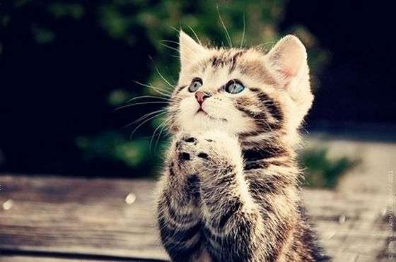 保存したら負け！きゃわい〜動物の画像！