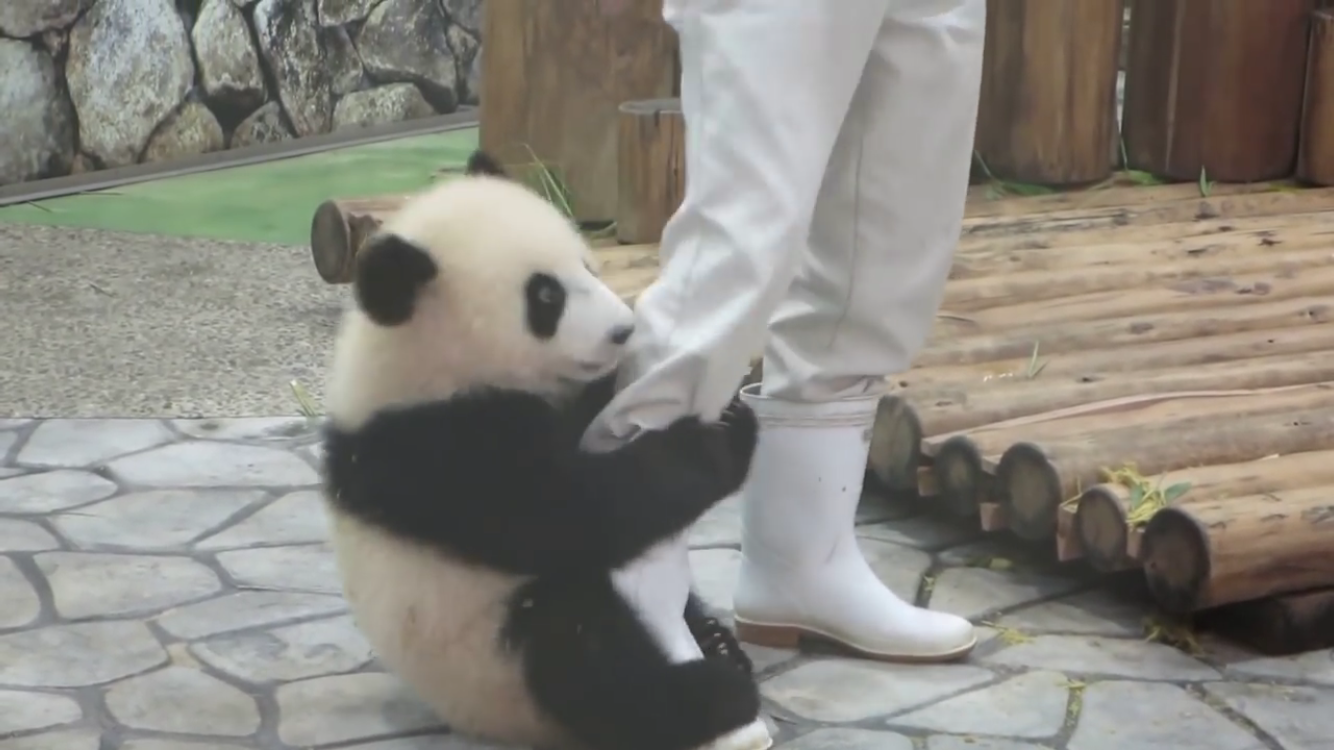 保存したら負け！きゃわい〜動物の画像！