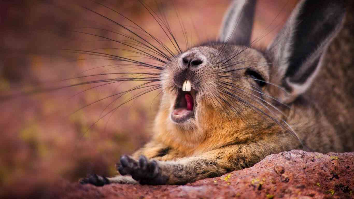 保存したら負け！きゃわい〜動物の画像！