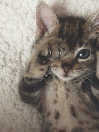 保存したら負け！きゃわい〜動物の画像！