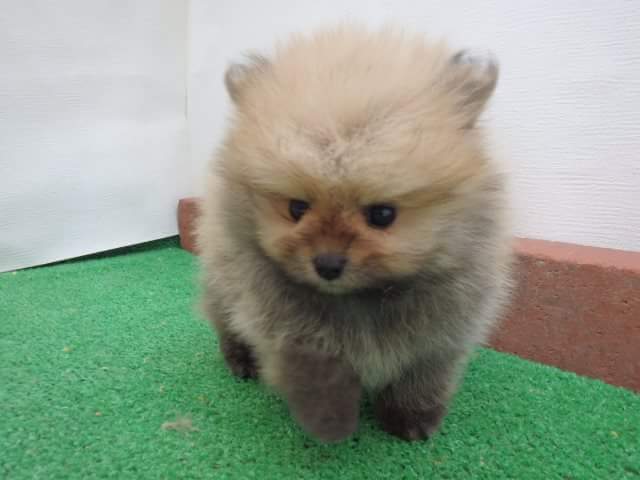 保存したら負け！きゃわい〜動物の画像！