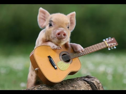保存したら負け！きゃわい〜動物の画像！