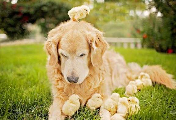 保存したら負け！きゃわい〜動物の画像！