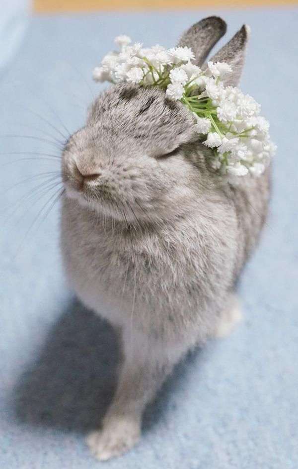 保存したら負け！きゃわい〜動物の画像！