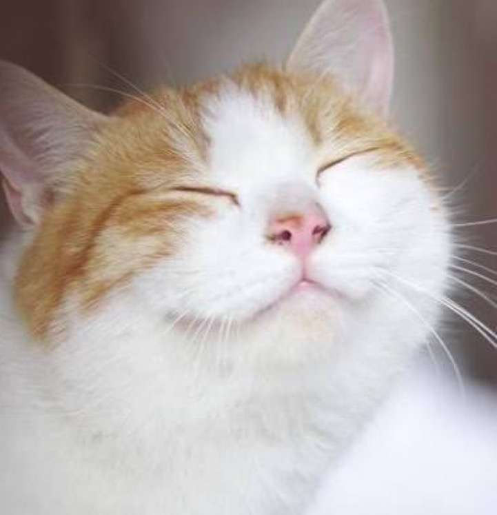 保存したら負け！きゃわい〜動物の画像！