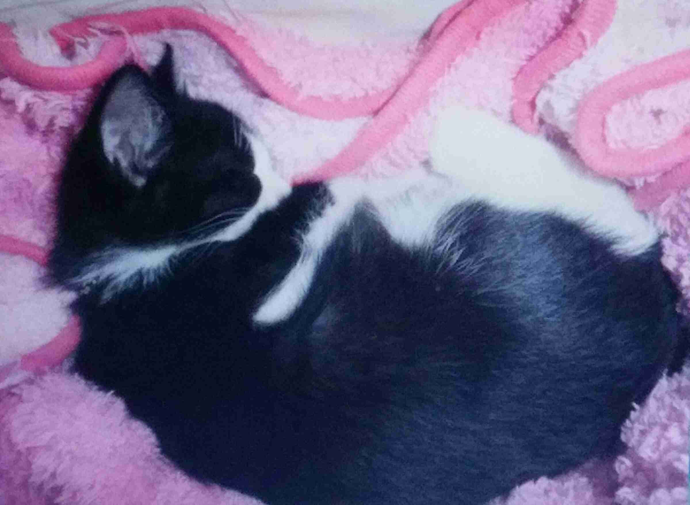 保存したら負け！きゃわい〜動物の画像！