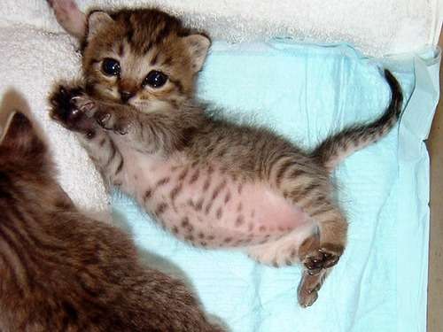 保存したら負け！きゃわい〜動物の画像！