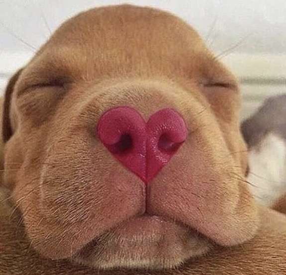 保存したら負け！きゃわい〜動物の画像！