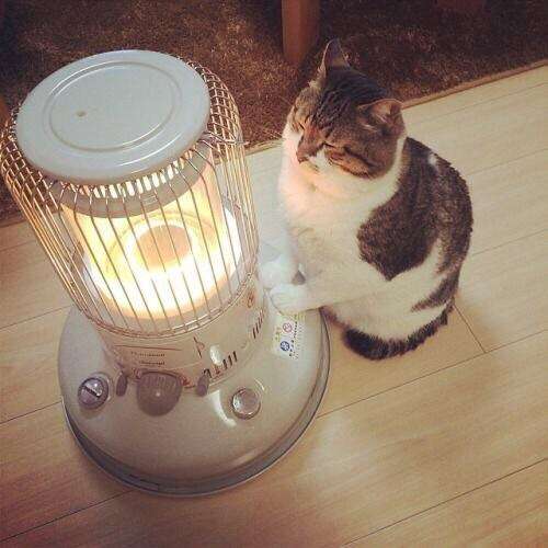 保存したら負け！きゃわい〜動物の画像！