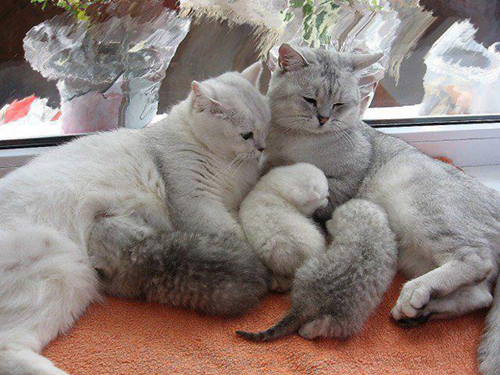 保存したら負け！きゃわい〜動物の画像！