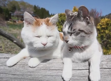 保存したら負け！きゃわい〜動物の画像！