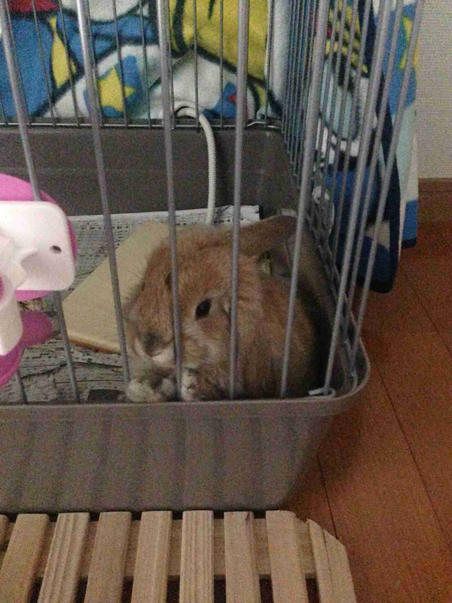 保存したら負け！きゃわい〜動物の画像！